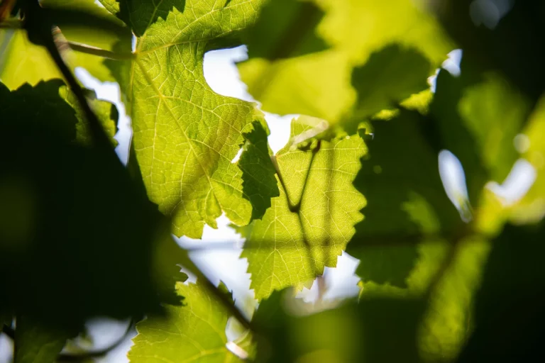 feuilles vignes