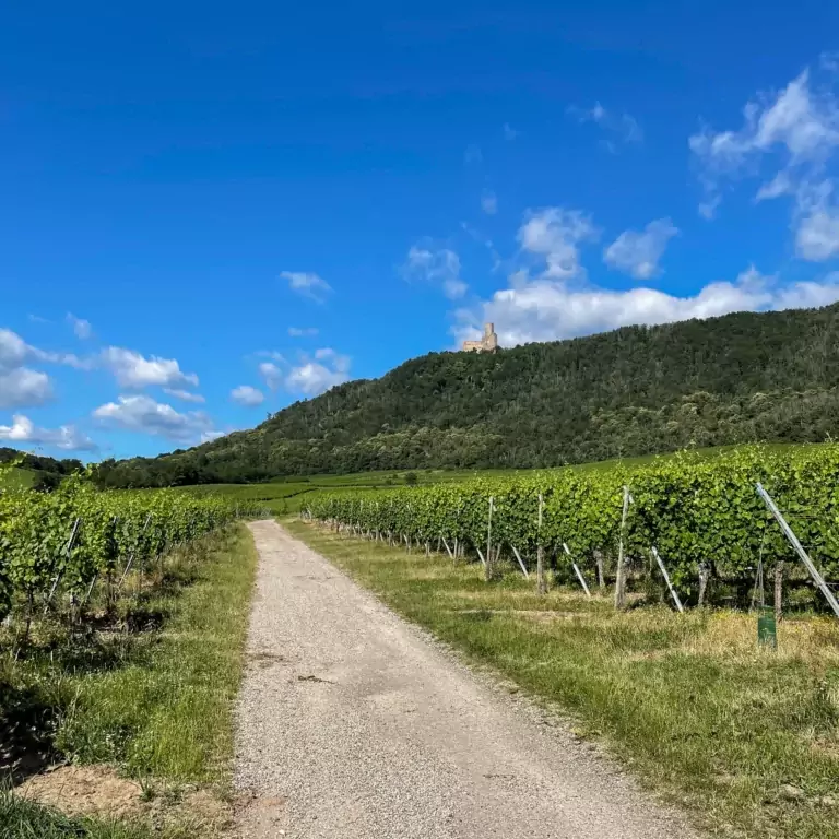 Château de l'Ortenbourg surplombant le vignoble Ruhlmann