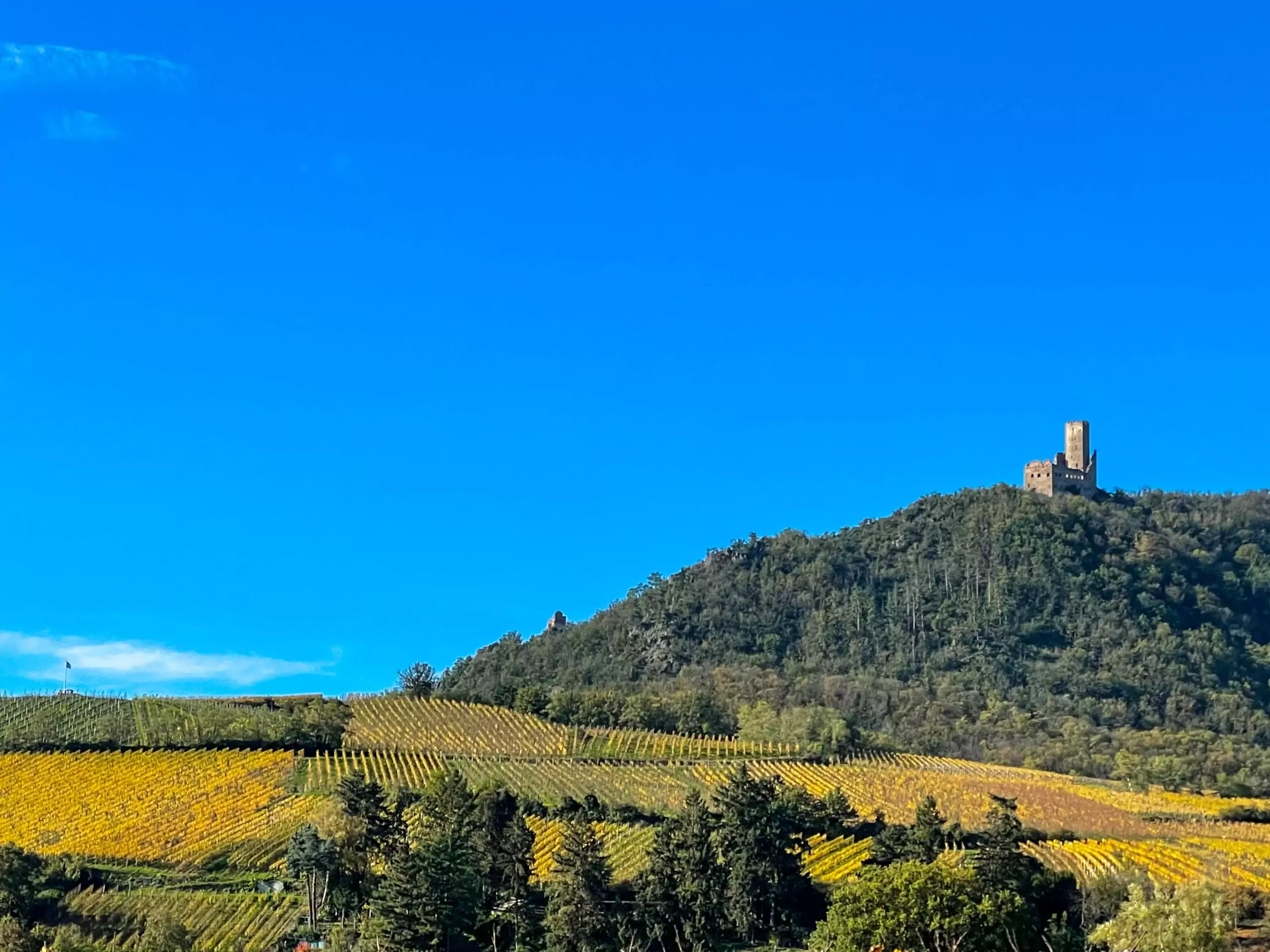 Scherwiller, Riesling capital in the heart of Alsace 2 Ortenbourg castle